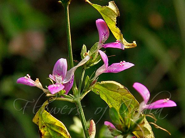 Wedge-Leaf Foldwing